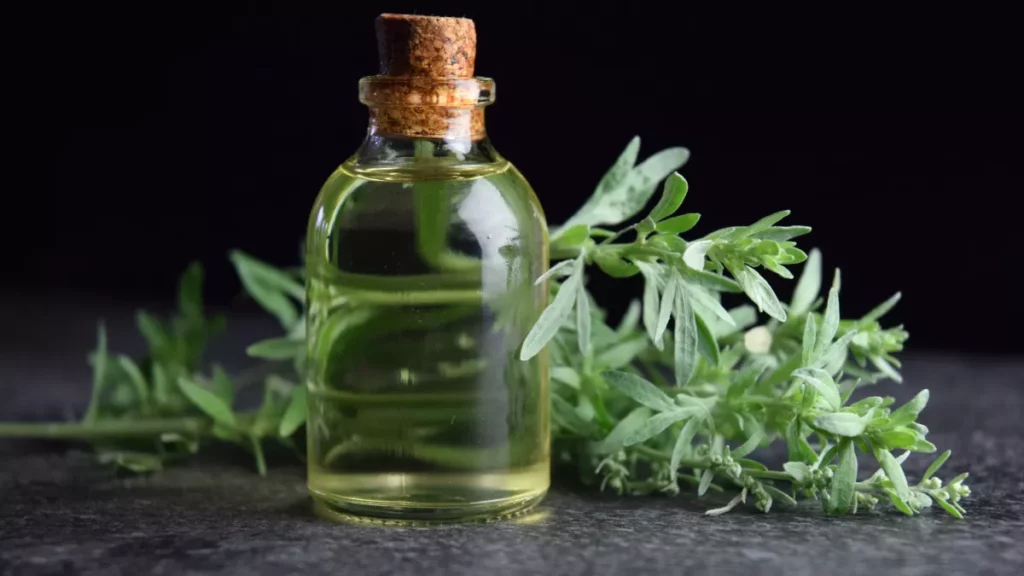 Le thé chiba : les secrets d'une plante ancestrale marocaine 1 Armoise-chiba-maroc